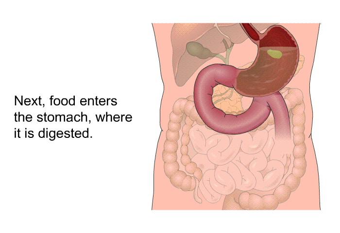 Next, food enters the stomach, where it is digested.