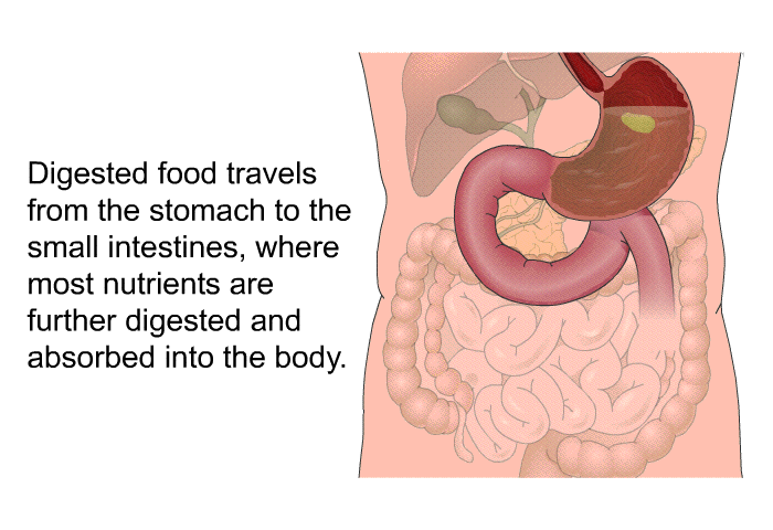 Digested food travels from the stomach to the small intestines, where most nutrients are further digested and absorbed into the body.