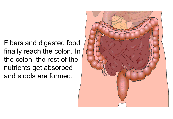 Fibers and digested food finally reach the colon. In the colon, the rest of the nutrients get absorbed and stools are formed.
