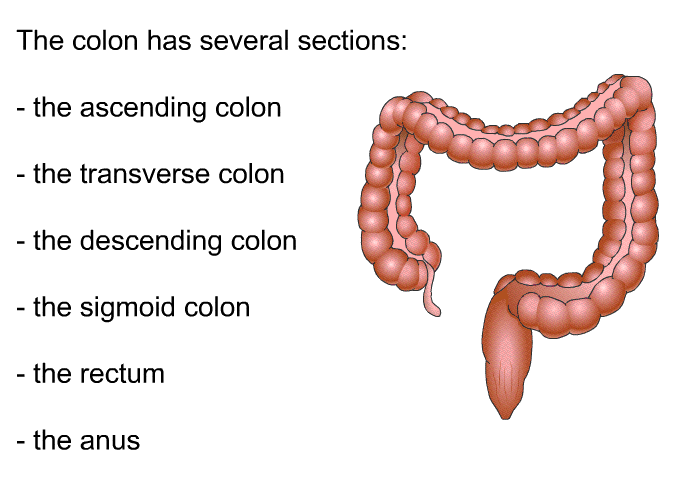 The colon has several sections:  the ascending colon the transverse colon the descending colon the sigmoid colon the rectum the anus
