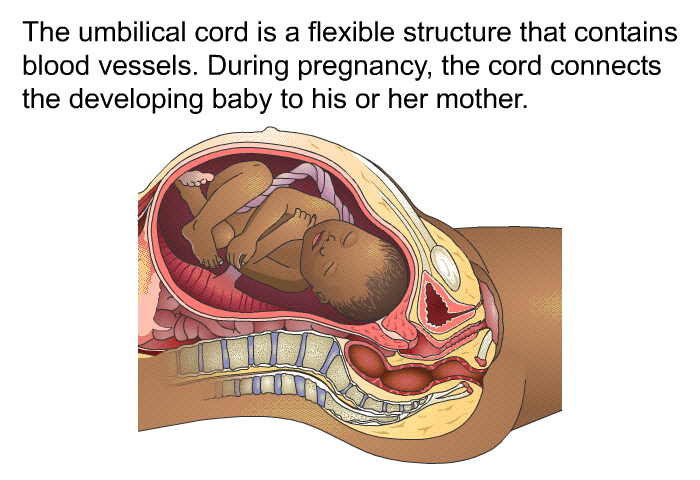 The umbilical cord is a flexible structure that contains blood vessels. During pregnancy, the cord connects the developing baby to his or her mother.