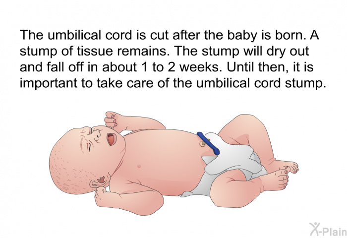 The umbilical cord is cut after the baby is born. A stump of tissue remains. The stump will dry out and fall off in about 1 to 2 weeks. Until then, it is important to take care of the umbilical cord stump.