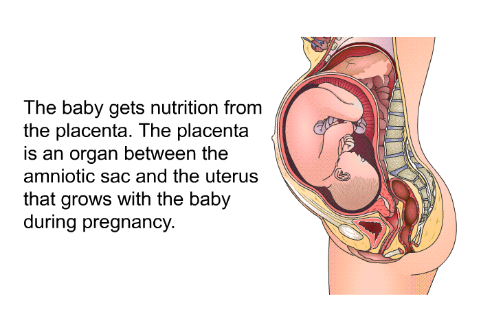 The baby gets nutrition from the placenta. The placenta is an organ between the amniotic sac and the uterus that grows with the baby during pregnancy.