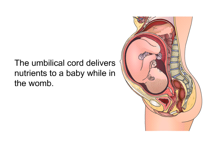 The umbilical cord delivers nutrients to a baby while in the womb.