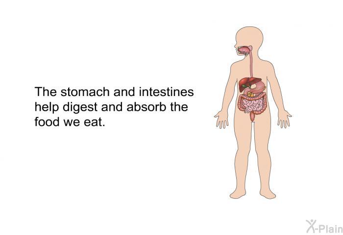 The stomach and intestines help digest and absorb the food we eat.