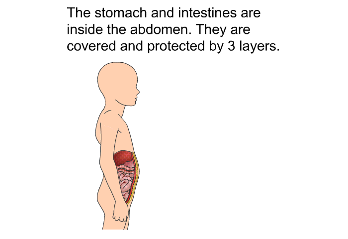 The stomach and intestines are inside the abdomen. They are covered and protected by 3 layers.