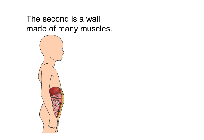 The second is a wall made of many muscles.