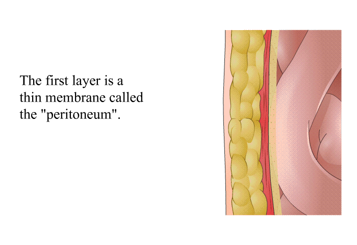 The first layer is a thin membrane called the "peritoneum".