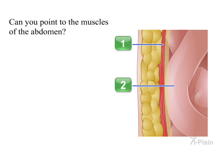Can you point to the muscles of the abdomen?