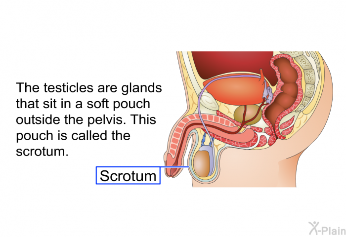 The testicles are glands that sit in a soft pouch outside the pelvis. This pouch is called the scrotum.