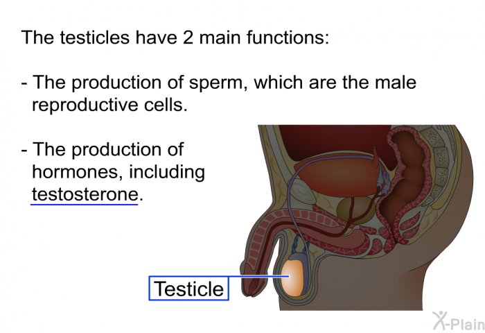 The testicles have 2 main functions:  The production of sperm, which are the male reproductive cells. The production of hormones, including testosterone.