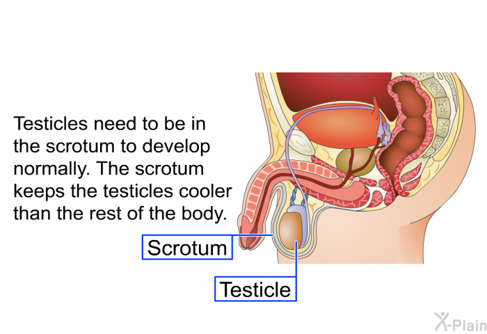 Testicles need to be in the scrotum to develop normally. The scrotum keeps the testicles cooler than the rest of the body.