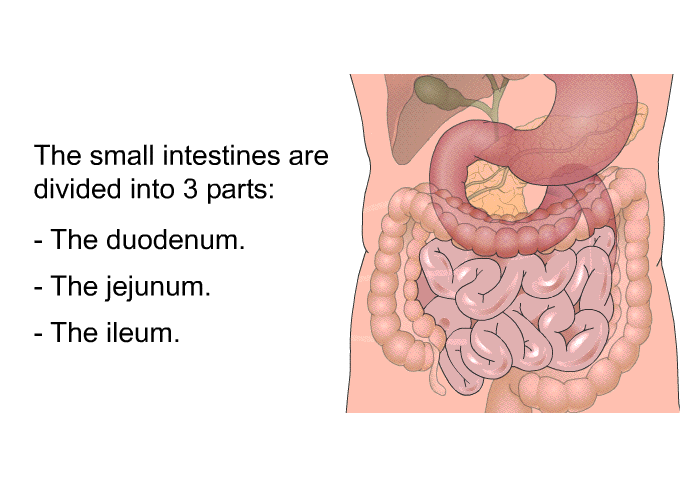 The small intestines are divided into 3 parts:  The duodenum. The jejunum. The ileum.