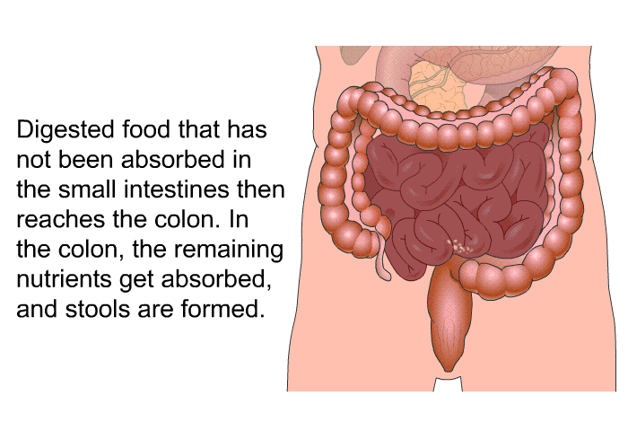 Digested food that has not been absorbed in the small intestines then reaches the colon. In the colon, the remaining nutrients get absorbed, and stools are formed.