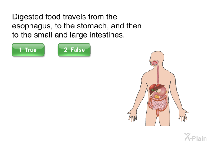 Digested food travels from the esophagus, to the stomach, and then to the small and large intestines.