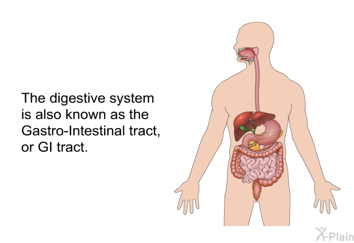 The digestive system is also known as the Gastro-Intestinal tract, or GI tract.