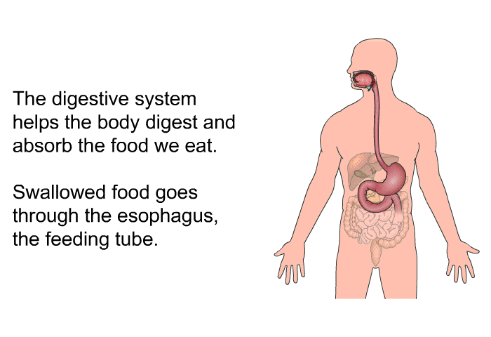 The digestive system helps the body digest and absorb the food we eat. Swallowed food goes through the esophagus, the feeding tube.