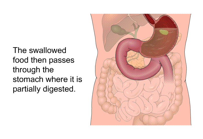 The swallowed food then passes through the stomach where it is partially digested.
