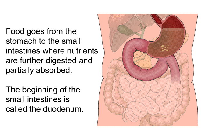 Food goes from the stomach to the small intestines where nutrients are further digested and partially absorbed. The beginning of the small intestines is called the duodenum.