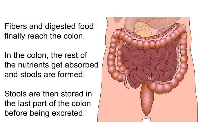 Fibers and digested food finally reach the colon. In the colon, the rest of the nutrients get absorbed and stools are formed. Stools are then stored in the last part of the colon before being excreted.