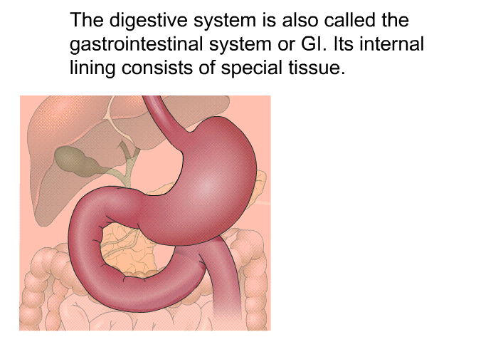 The digestive system is also called the gastrointestinal system or GI. Its internal lining consists of special tissue.