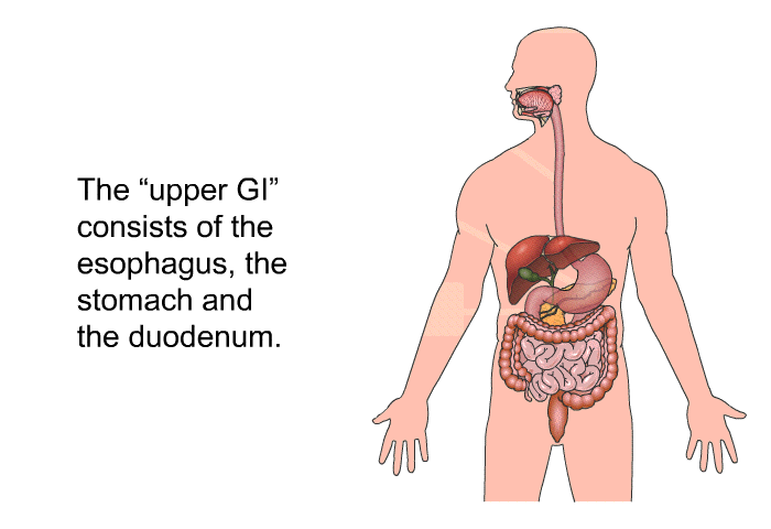 The “upper GI” consists of the esophagus, the stomach and the duodenum.