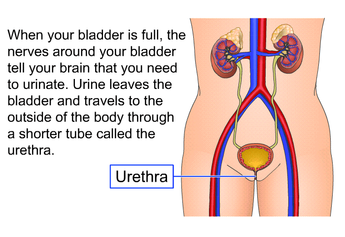 When your bladder is full, the nerves around your bladder tell your brain that you need to urinate. Urine leaves the bladder and travels to the outside of the body through a shorter tube called the urethra.