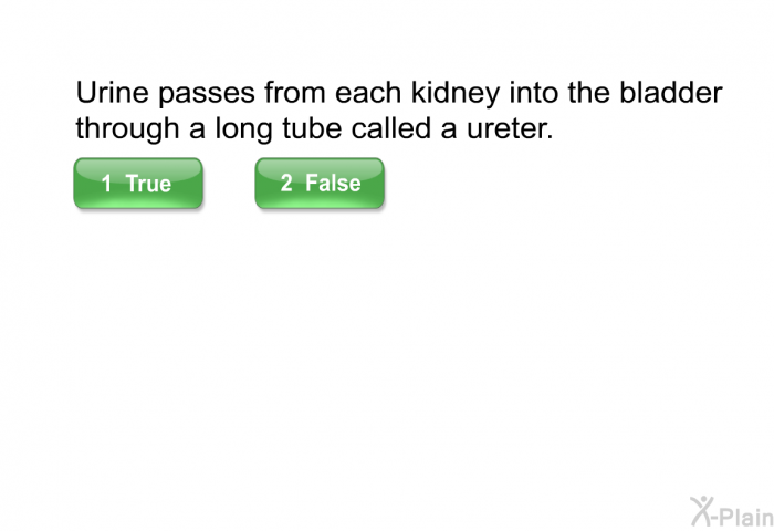 Urine passes from each kidney into the bladder through a long tube called a ureter.