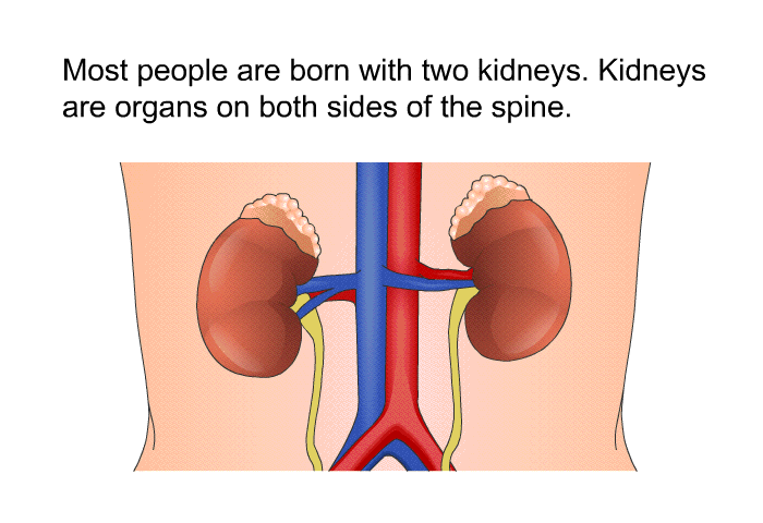 Most people are born with two kidneys. Kidneys are organs on both sides of the spine.