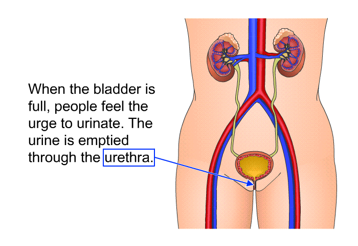 When the bladder is full, people feel the urge to urinate. The urine is emptied through the urethra.