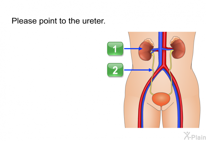 Please point to the ureter.