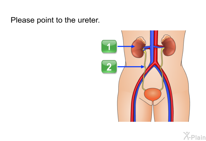 Please point to the ureter.