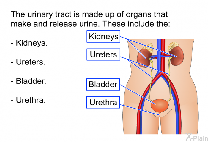 The urinary tract is made up of organs that make and release urine. These include the:  Kidneys. Ureters. Bladder. Urethra.