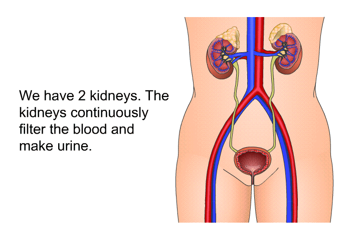 We have 2 kidneys. The kidneys continuously filter the blood and make urine.