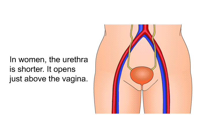 In women, the urethra is shorter. It opens just above the vagina.