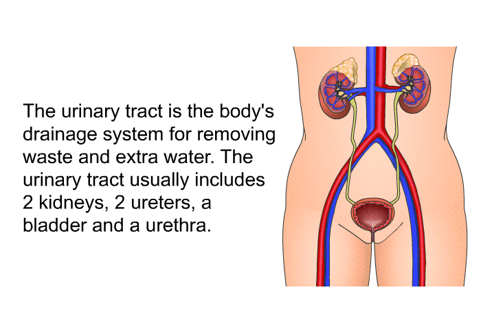 The urinary tract is the body's drainage system for removing waste and extra water. The urinary tract usually includes 2 kidneys, 2 ureters, a bladder and a urethra.