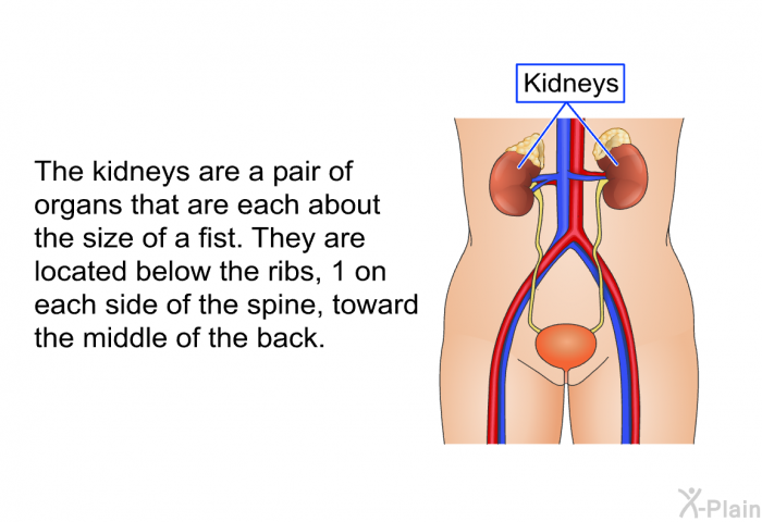 The kidneys are a pair of organs that are each about the size of a fist. They are located below the ribs, 1 on each side of the spine, toward the middle of the back.
