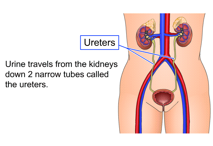 Urine travels from the kidneys down 2 narrow tubes called the ureters.