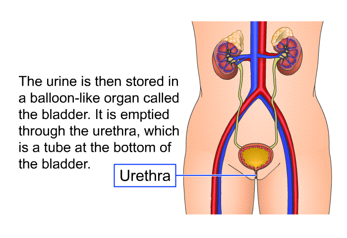 The urine is then stored in a balloon-like organ called the bladder. It is emptied through the urethra, which is a tube at the bottom of the bladder.