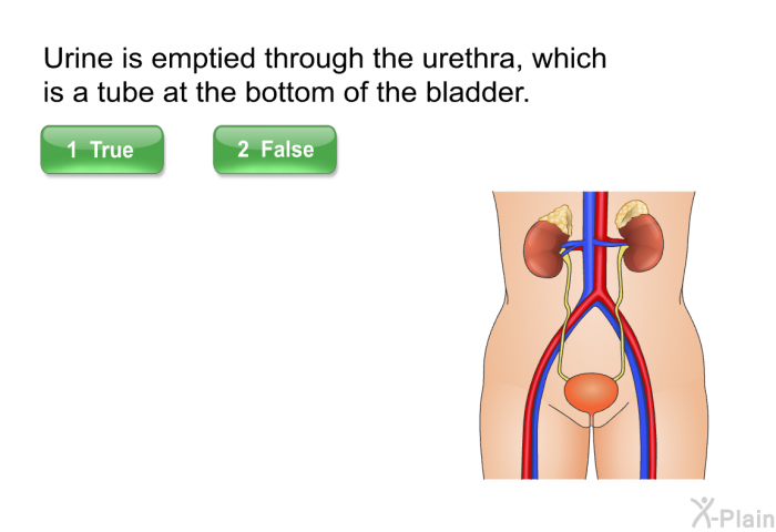 Urine is emptied through the urethra, which is a tube at the bottom of the bladder.