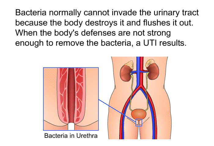 Bacteria normally cannot invade the urinary tract because the body destroys it and flushes it out. When the body's defenses are not strong enough to remove the bacteria, a UTI results.
