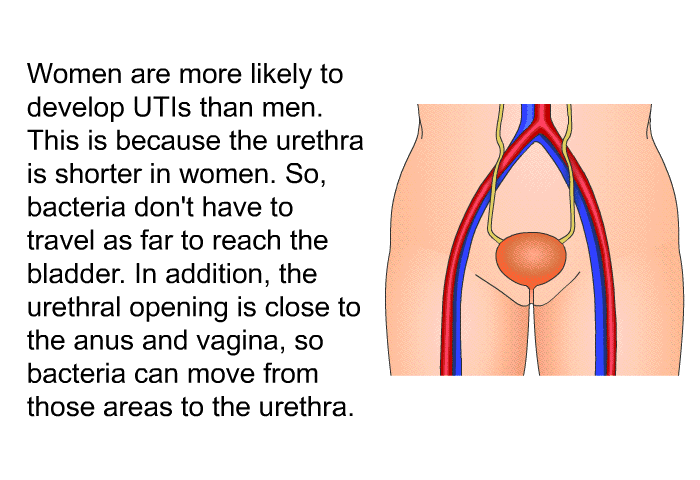 Women are more likely to develop UTIs than men. This is because the urethra is shorter in women. So, bacteria don't have to travel as far to reach the bladder. In addition, the urethral opening is close to the anus and vagina, so bacteria can move from those areas to the urethra.