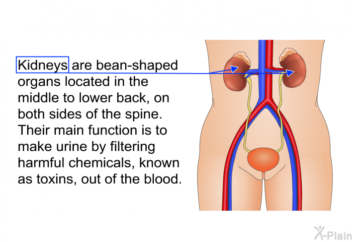 Kidneys are bean-shaped organs located in the middle to lower back, on both sides of the spine. Their main function is to make urine by filtering harmful chemicals, known as toxins, out of the blood.