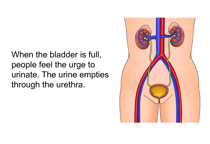 When the bladder is full, people feel the urge to urinate. The urine empties through the urethra.