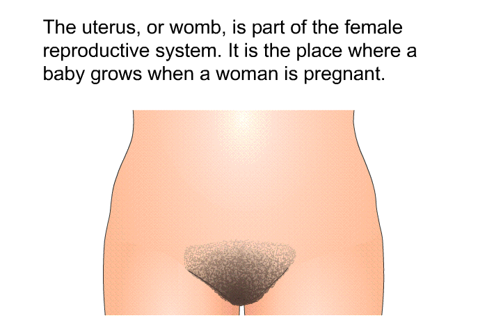 The uterus, or womb, is part of the female reproductive system. It is the place where a baby grows when a woman is pregnant.