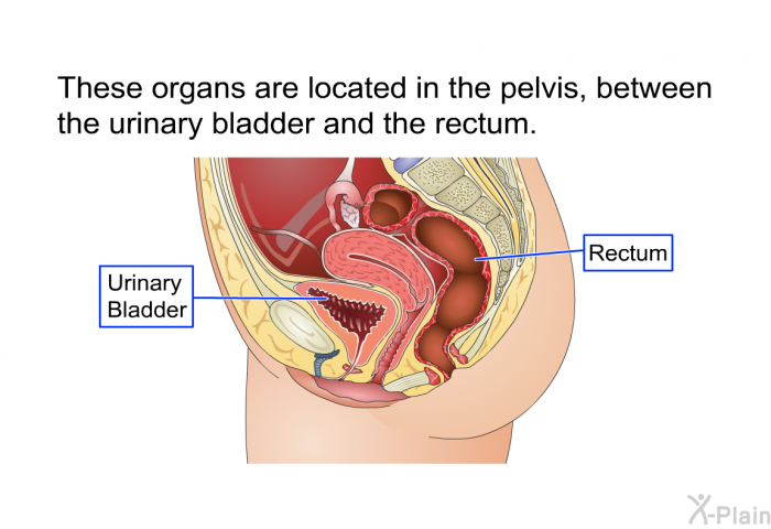 These organs are located in the pelvis, between the urinary bladder and the rectum.