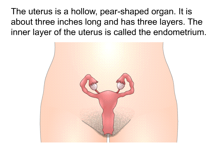 The uterus is a hollow, pear-shaped organ. It is about three inches long and has three layers. The inner layer of the uterus is called the endometrium.
