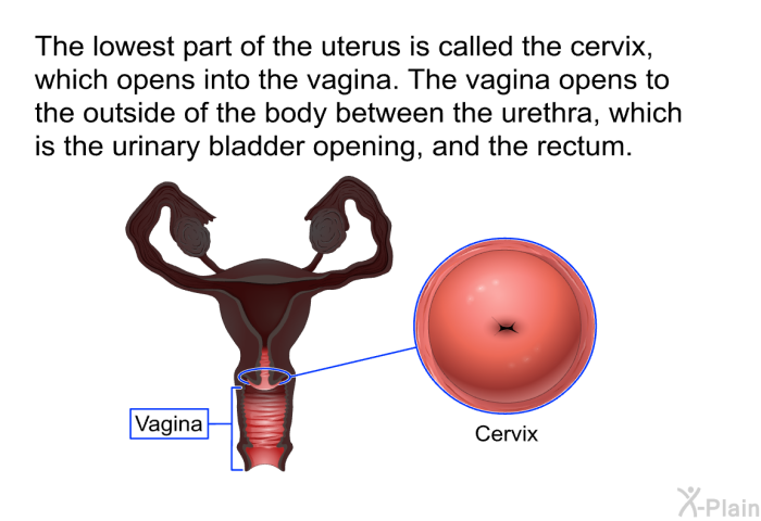 The lowest part of the uterus is called the cervix, which opens into the vagina. The vagina opens to the outside of the body between the urethra, which is the urinary bladder opening, and the rectum.