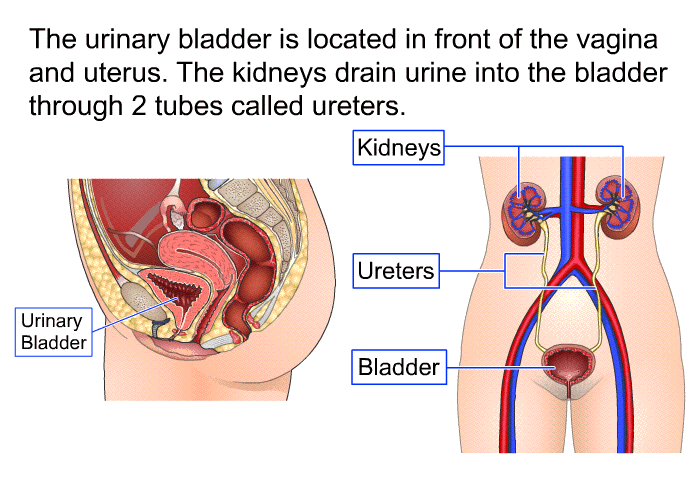 The urinary bladder is located in front of the vagina and uterus. The kidneys drain urine into the bladder through 2 tubes called ureters.