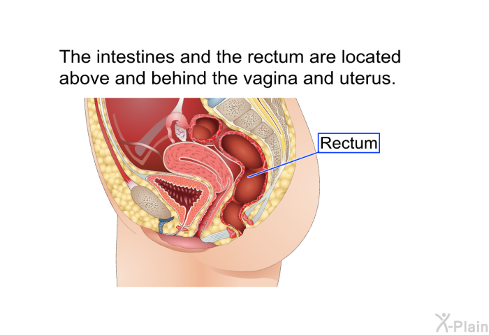 The intestines and the rectum are located above and behind the vagina and uterus.